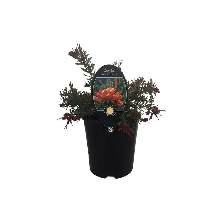 1.9L Grevillea Red Clusters - Grevillea