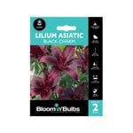 Bloomin Bulbs Lilium Black Charm - 2 Pack