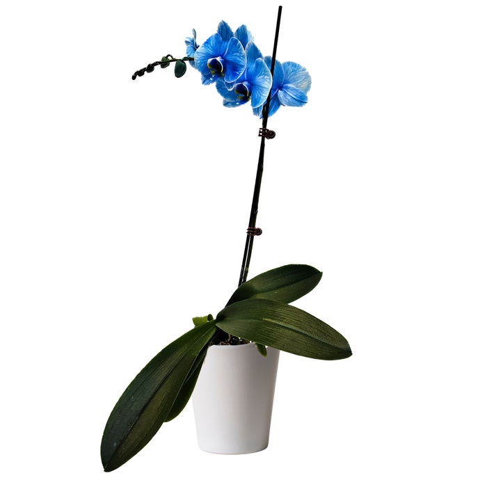 120mm Watercolour Blue Single Stem Orchid - Phalaenopsis In Ceramic