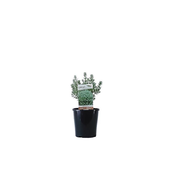 140mm Westringia Grey Box - Westringia fruticosa