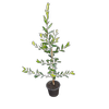 2.5L Olive - Olearia