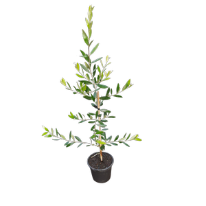 2.5L Olive - Olearia