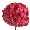 Blooms of Joy 50cm Pink Framboise Hydrangea