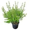 4L Coastal Rosemary Aussie Box - Westringia Aussie Box 