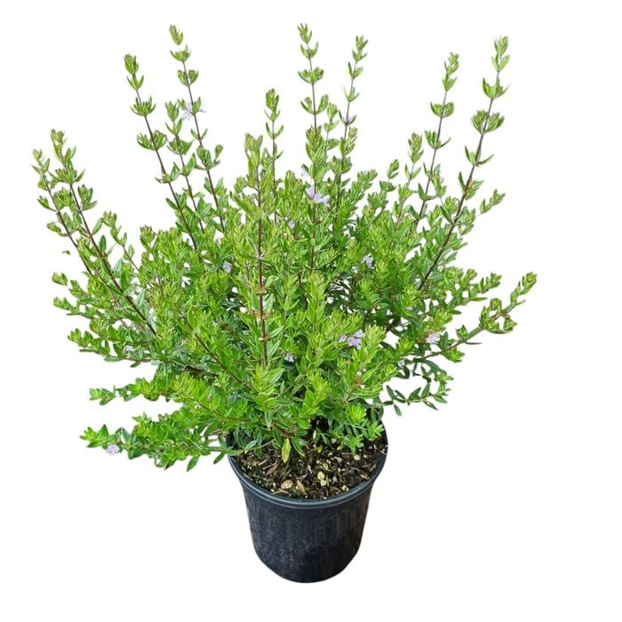 4L Coastal Rosemary Aussie Box - Westringia Aussie Box 