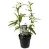 200mm Hardenbergia Whiteout - Hardenbergia violacea