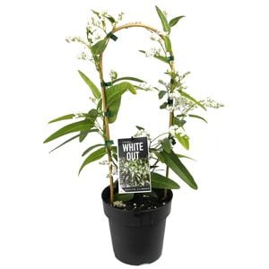 200mm Hardenbergia Whiteout - Hardenbergia violacea