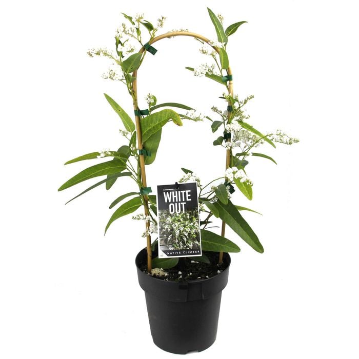 200mm Hardenbergia Whiteout - Hardenbergia violacea