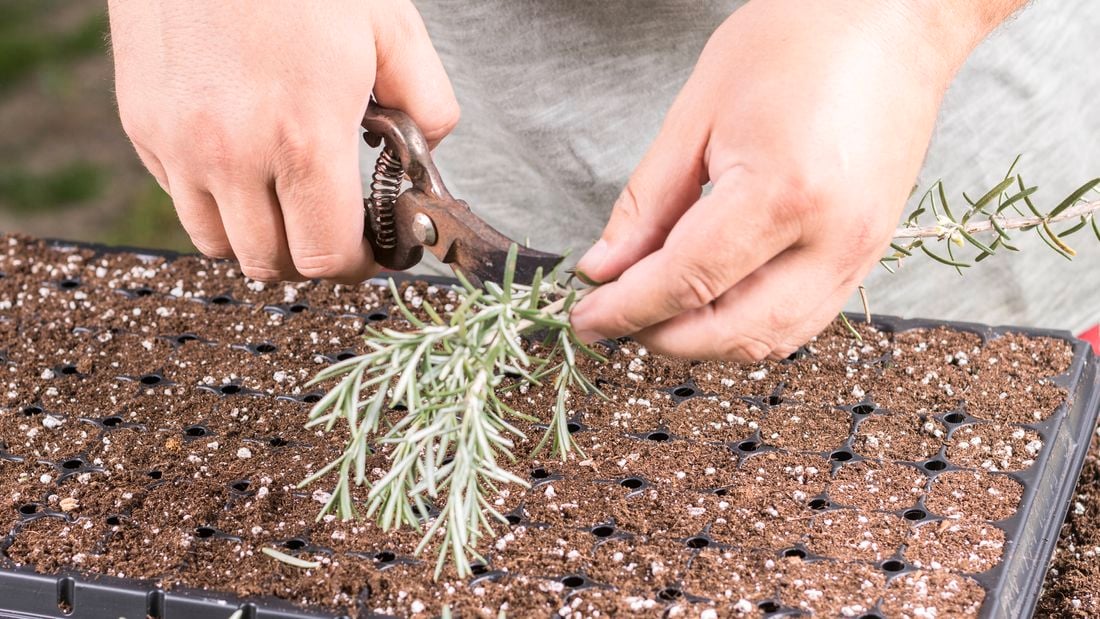 a person taking plant cuttings
