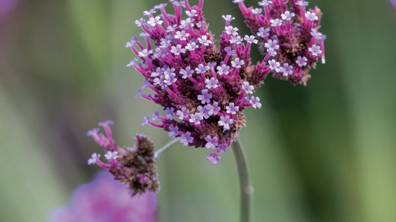 verbena