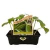 Punnet Cucumber Lebanese Mini Muncher - Cucumis sativus