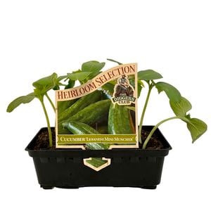 Punnet Cucumber Lebanese Mini Muncher - Cucumis sativus