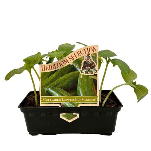 Cucumber 'Lebanese Mini Muncher' Cucumis sativus Bunnings