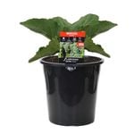 180mm Broccoli Bambino - Brassica hybrid F2