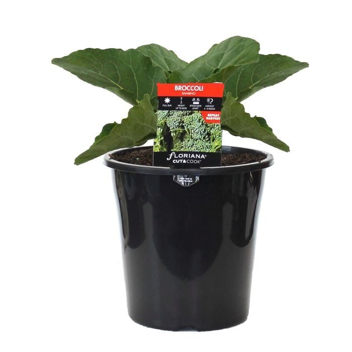180mm Broccoli Bambino - Brassica hybrid F2