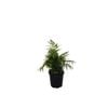 200mm Parlour Palm - Chamaedorea elegans