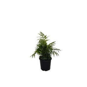 200mm Parlour Palm - Chamaedorea elegans