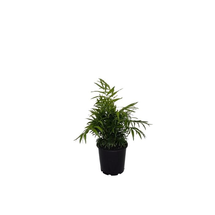 200mm Parlour Palm - Chamaedorea elegans