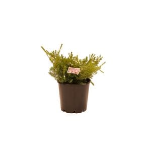 200mm Dwarf Pink Diosma - Coleonema compacta