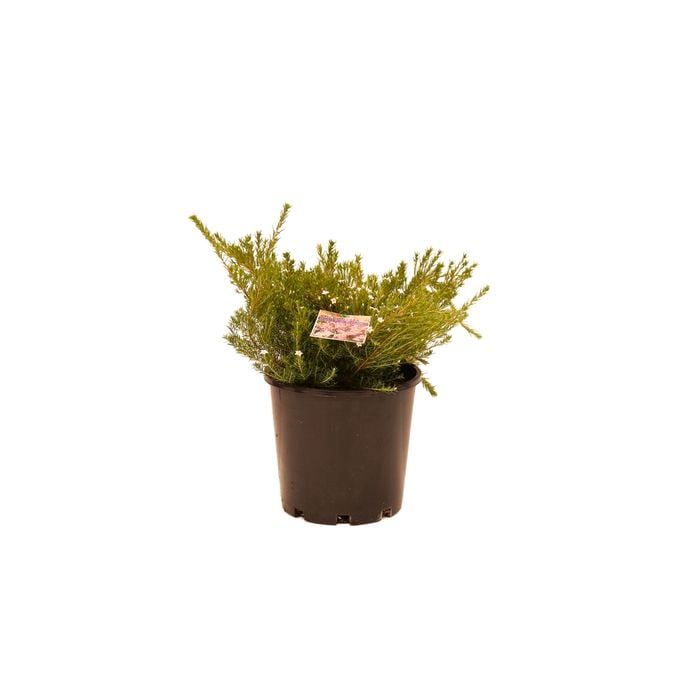 200mm Dwarf Pink Diosma - Coleonema compacta