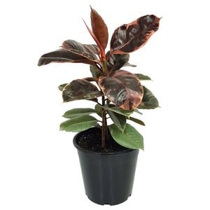 250mm Rubber Tree - Ficus elastica Ruby