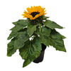 140mm Indoor Sunflower - Helianthus