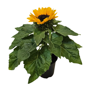 140mm Indoor Sunflower - Helianthus