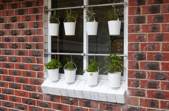 Plants in small white buckets hanging from two lengths of galvanised pipe across a window