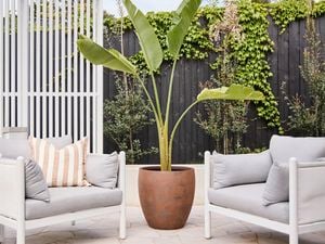  The Harper Egg Pot in Rust 54cm is perfectly
  paired with a Birds of Paradise plant, in styled outdoor entertaining area.
  IN: 051052