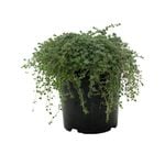 140mm Woolly Thyme - Thymus pseudolanuginosus