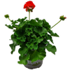170mm Pelargonium Summer Idols - Pelargonium