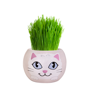 Mr Fothergill's Snowflake Kitten Grass Hair Kit