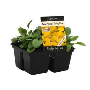 4 Cell Pansy Plentifall Yellow - Viola Wittrockiana - Perfect 4 Pots Range