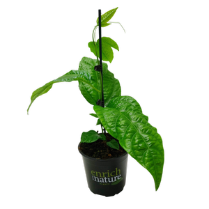 130mm Robinson's Black Passion Fruit - Passiflora edulis