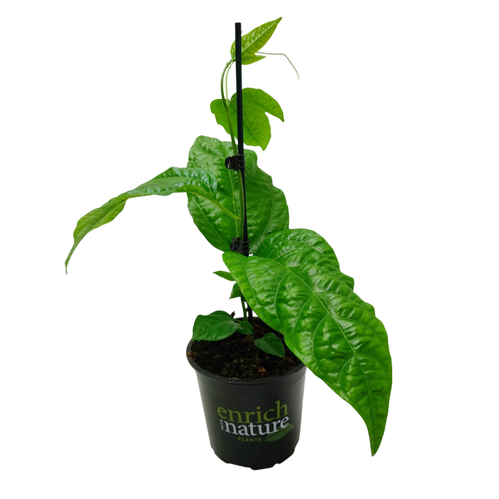 130mm Robinson's Black Passion Fruit - Passiflora edulis