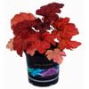 14cm Coral Bells 'Fire Alarm' - Heuchera