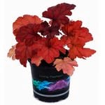 14cm Coral Bells 'Fire Alarm' - Heuchera