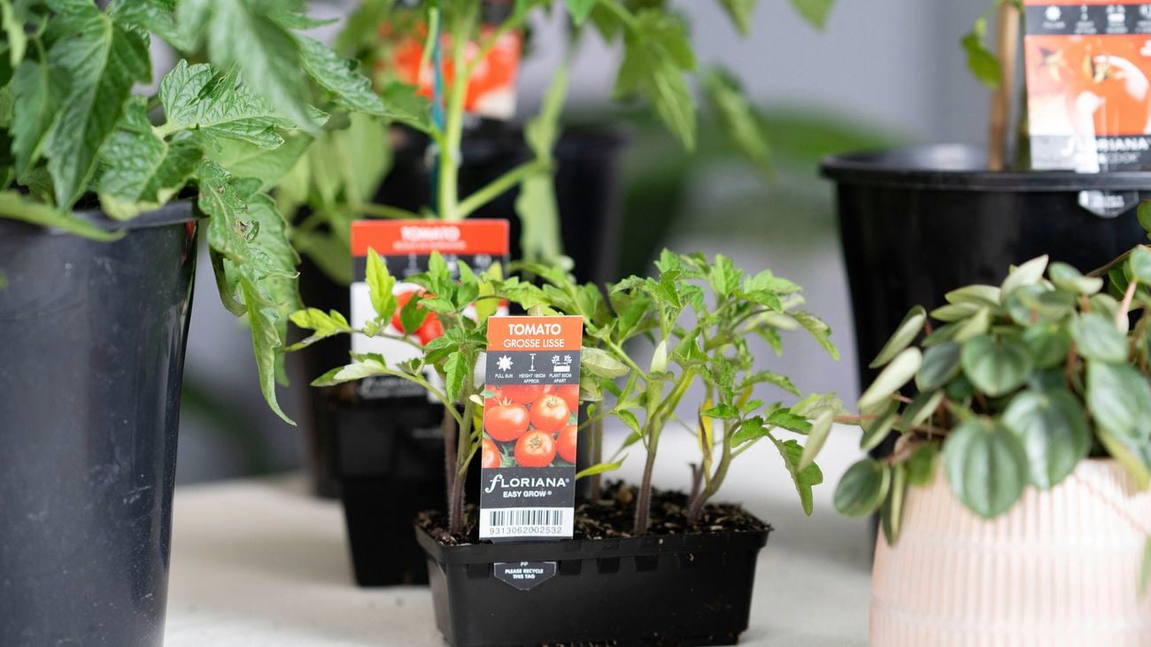 A young tomato plant is growing in a pot.
