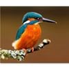 Brightly Colored Kingfisher On Branch  Print 100% Australian Made 75 x 50cm  (Stretched)