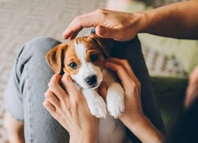a small puppy in carer's lap