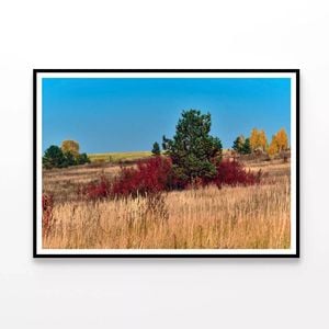 Grass With Trees an Autumn Vibe  Print 100% Australian Made 90x60cm  (Poster)
