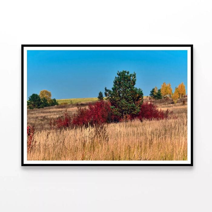 Grass With Trees an Autumn Vibe  Print 100% Australian Made 90x60cm  (Poster)