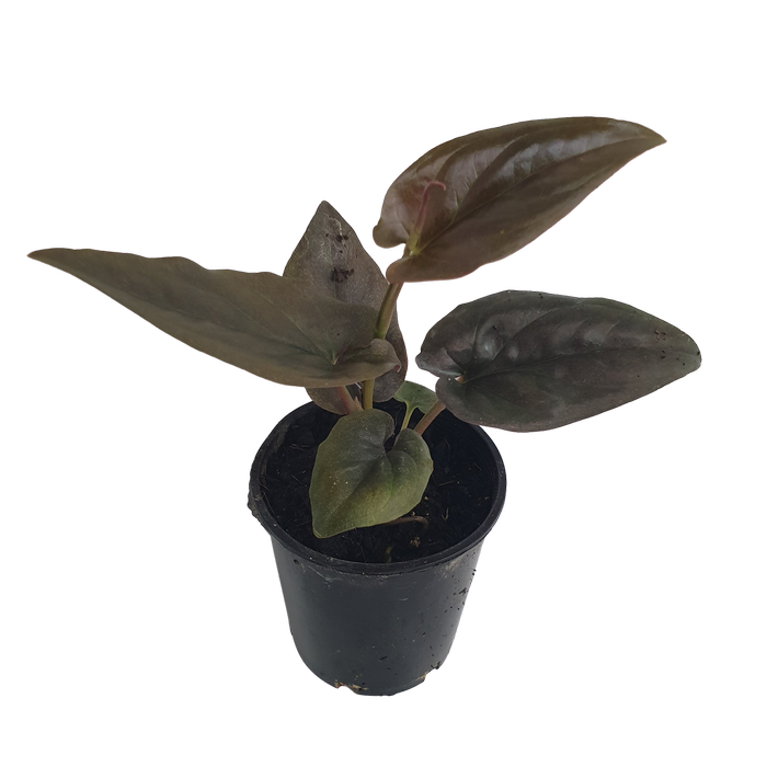 70mm Red Arrow - Syngonium erythrophyllum 