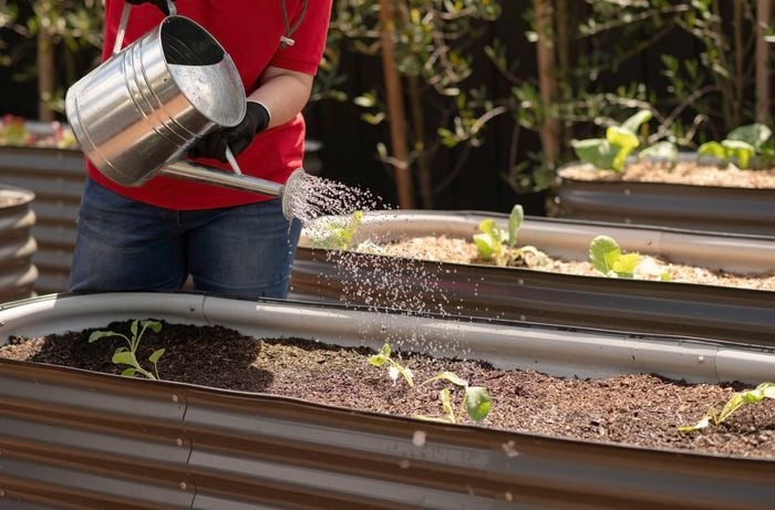 A person in a red T-shirt and gloves is using a watering can to water the seedlings in the garden bed