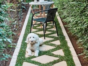 A dog sitting on a completed stepping stone pathway with a small dining setting.