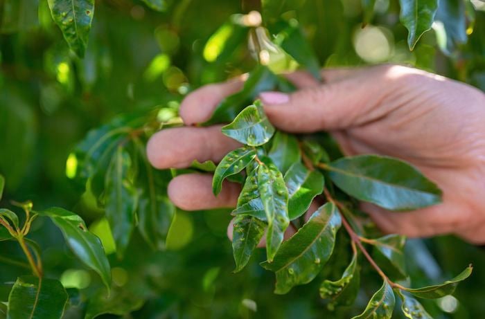 Leaves with pest infestation.