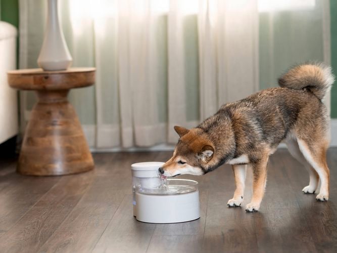 Petsafe- Carousel 2- Brand page