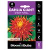 Bloomin' Bulbs Dahlia Giant Show n Tell - Dahlia hybrid