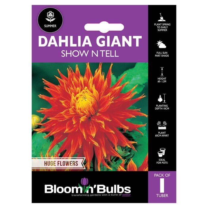 Bloomin' Bulbs Dahlia Giant Show n Tell - Dahlia hybrid
