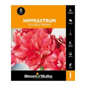 Bloomin Bulbs Hippeastrum Double Dream - 1 Pack